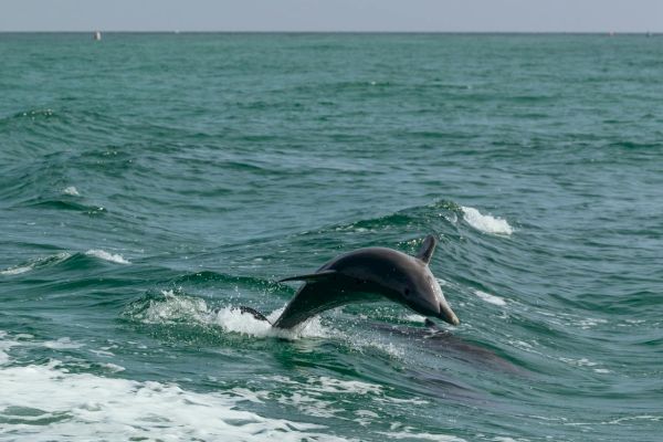 A dolphin is captured jumping out of the water in the ocean, with waves visible and a horizon line under a clear sky in the background.